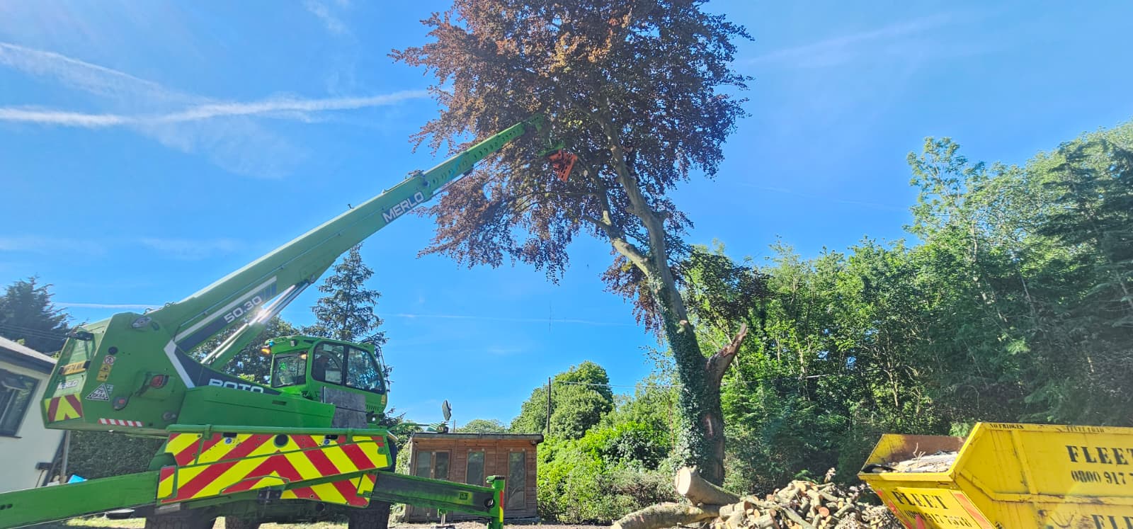 Recent tree work