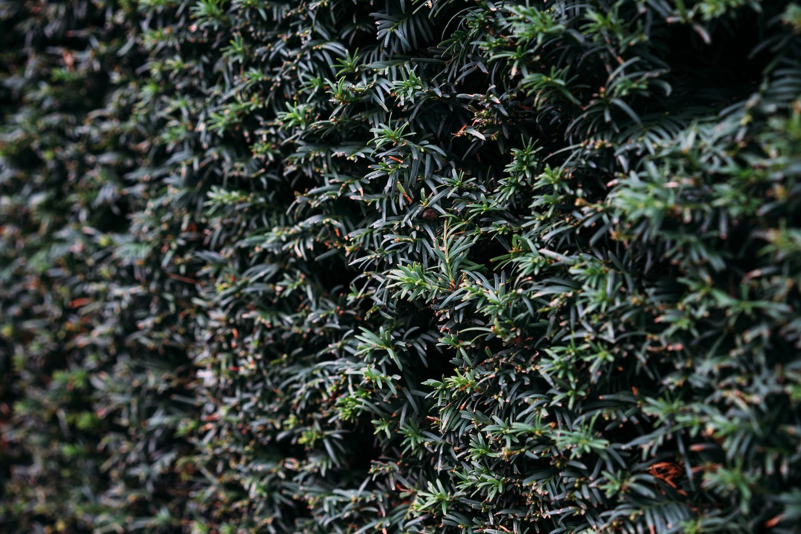 Hedge Trimming