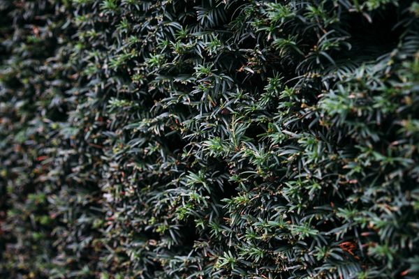 Hedge Trimming