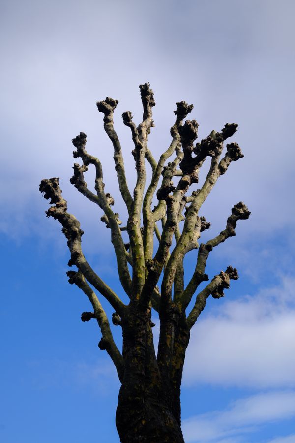 Pruning & Trimming